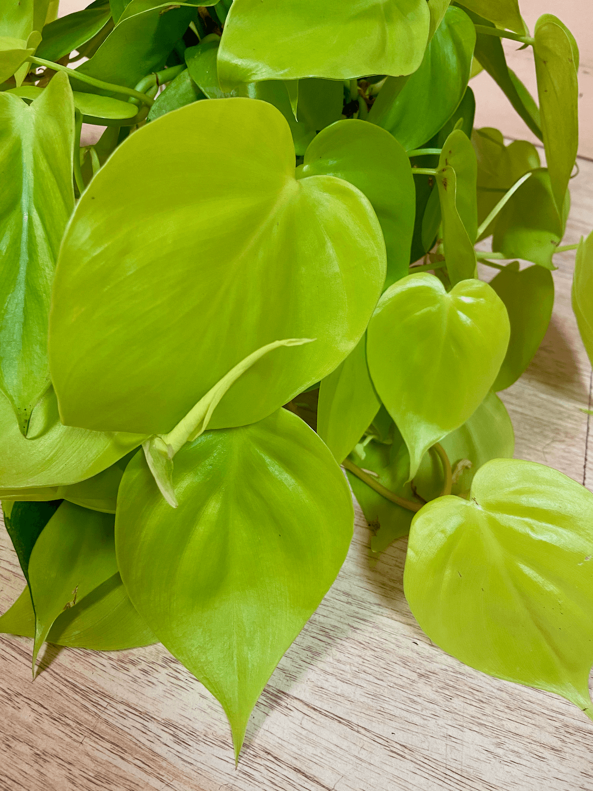 Philodendron Cordatum The Mellow Sf from www redcrocus com
