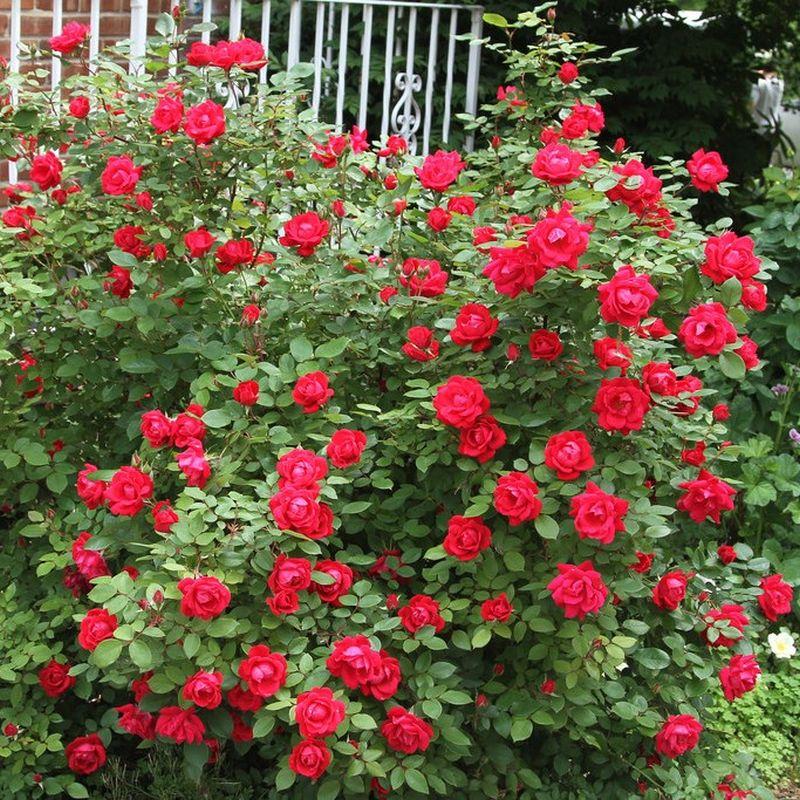 Rosa, Landscape 'red Knock Out' - View 11 from www redcrocus com