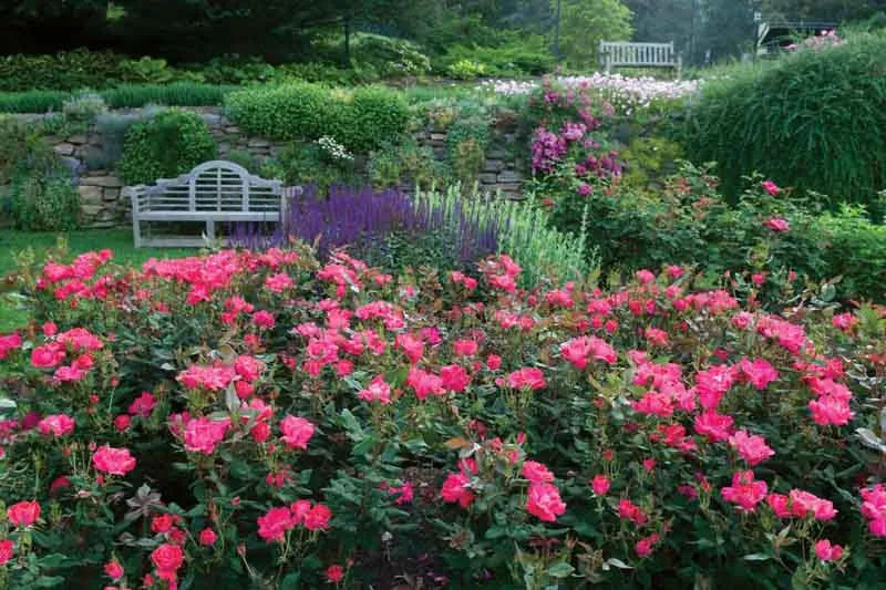 Rosa, Landscape 'red Knock Out' - View 13 from www redcrocus com