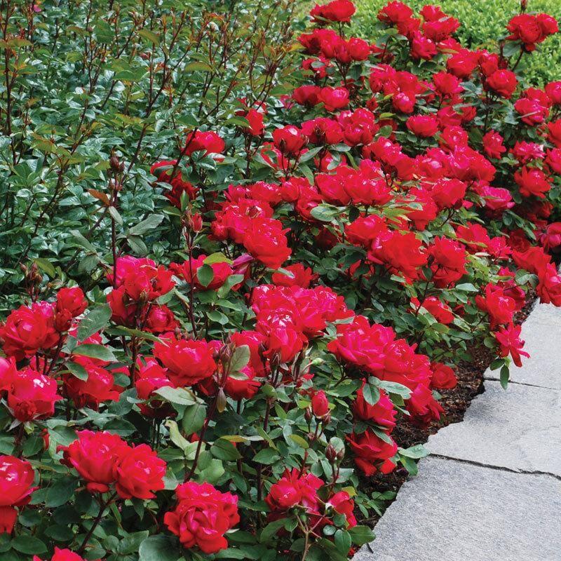 Rosa, Landscape 'red Knock Out' - View 16 from www redcrocus com