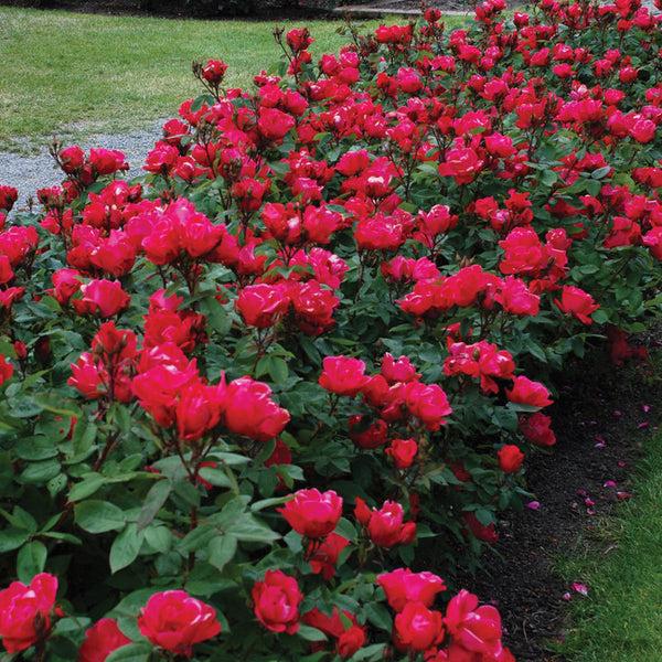 Rosa, Landscape 'red Knock Out' - View 17 from www redcrocus com