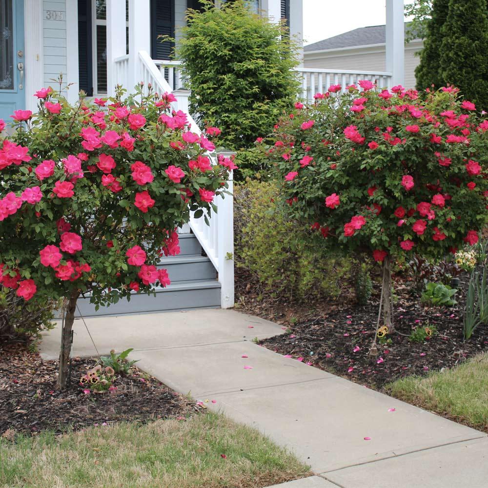 Rosa, Landscape 'red Knock Out' - View 18 from www redcrocus com