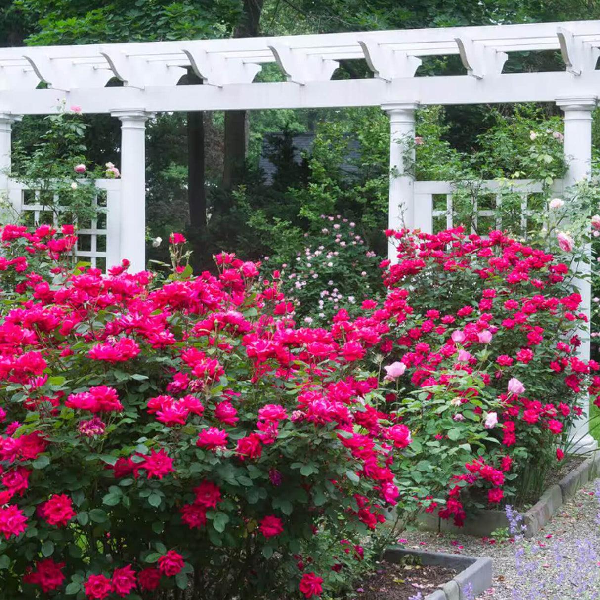Rosa, Landscape 'red Knock Out' - View 19 from www redcrocus com