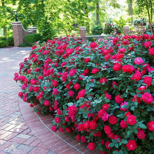 Rosa, Landscape 'red Knock Out' - View 1 from www redcrocus com