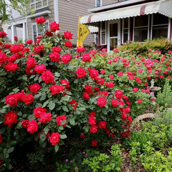Rosa, Landscape 'red Knock Out' - View 22 from www redcrocus com