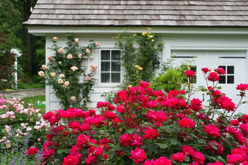 Rosa, Landscape 'red Knock Out' - View 25 from www redcrocus com
