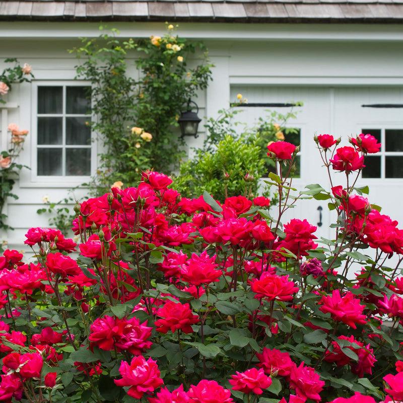 Rosa, Landscape 'red Knock Out' - View 26 from www redcrocus com