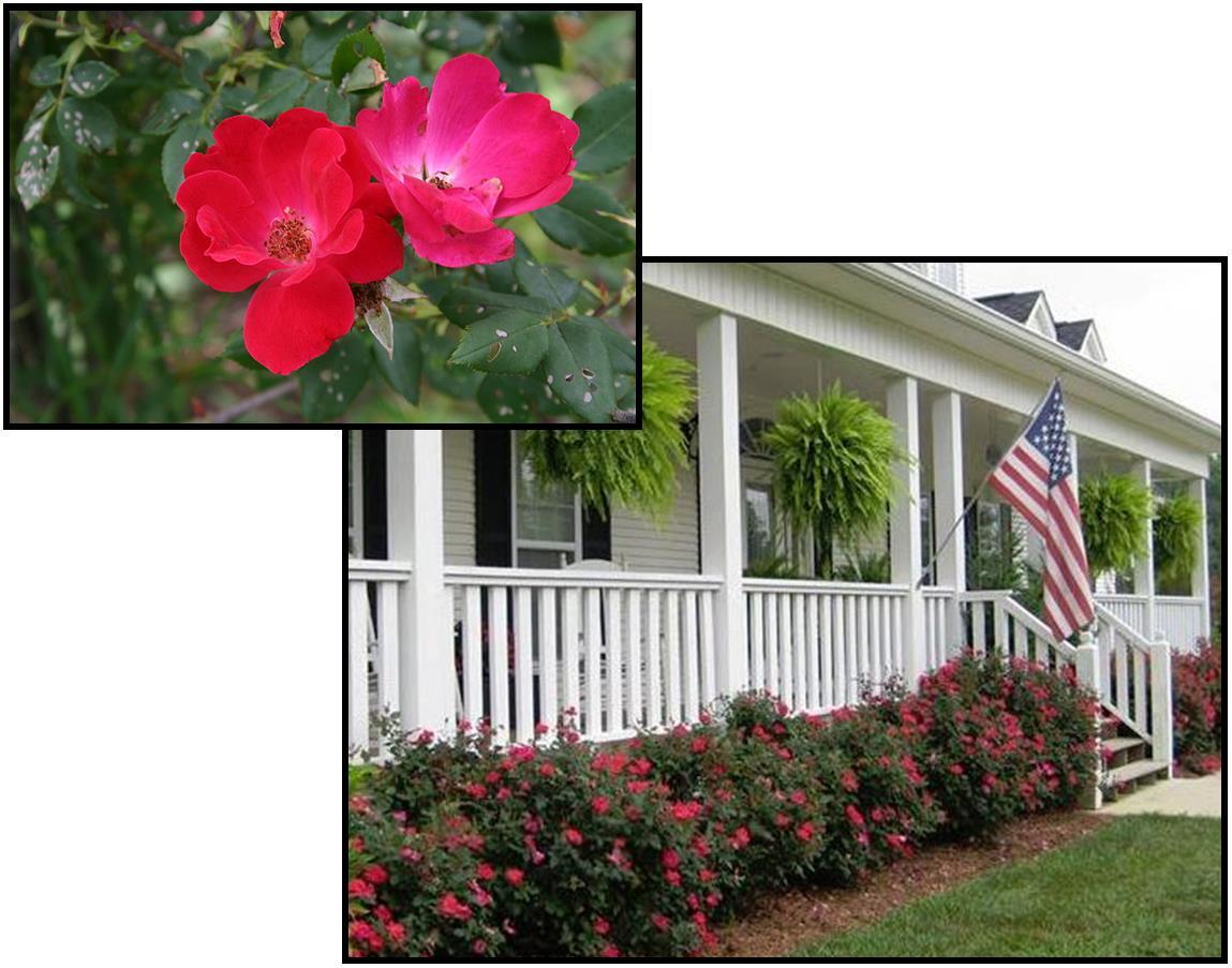 Rosa, Landscape 'red Knock Out' - View 27 from www redcrocus com