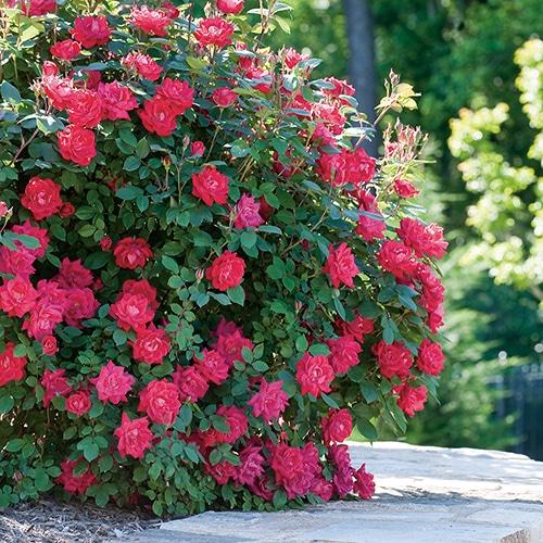Rosa, Landscape 'red Knock Out' - View 29 from www redcrocus com
