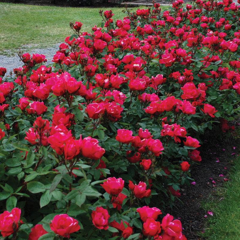 Rosa, Landscape 'red Knock Out' - View 2 from www redcrocus com