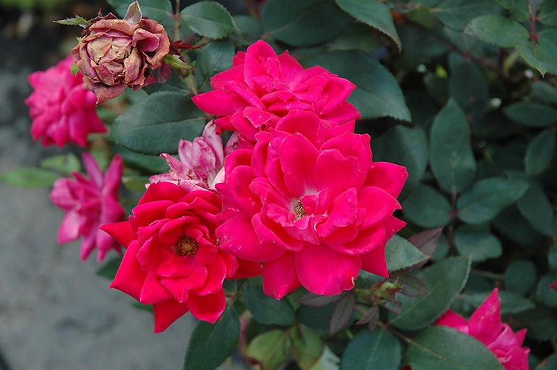 Rosa, Landscape 'red Knock Out' - View 31 from www redcrocus com