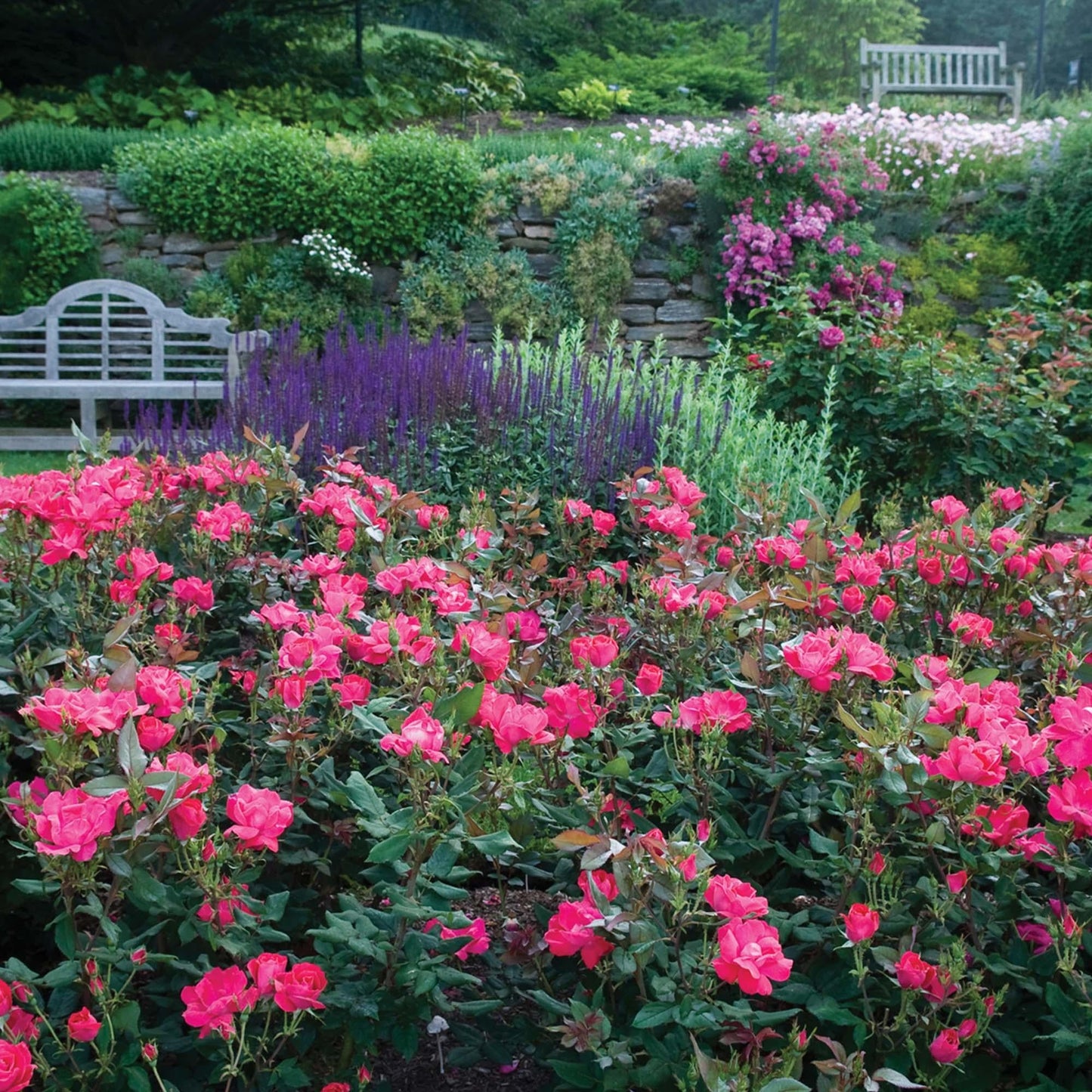 Rosa, Landscape 'red Knock Out' - View 33 from www redcrocus com