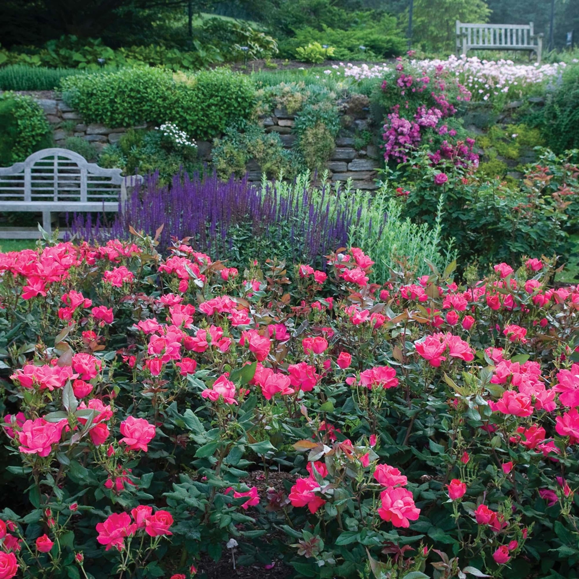 Rosa, Landscape 'red Knock Out' - View 33 from www redcrocus com