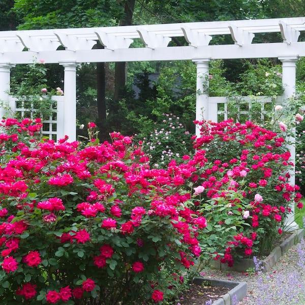 Rosa, Landscape 'red Knock Out' - View 35 from www redcrocus com
