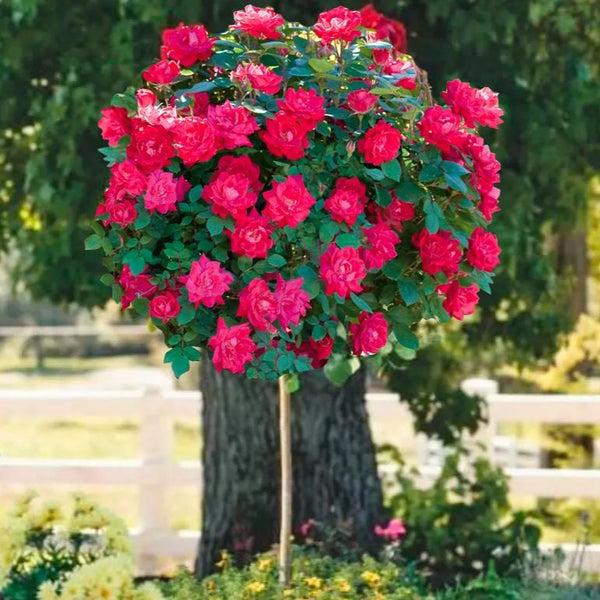 Rosa, Landscape 'red Knock Out' - View 36 from www redcrocus com