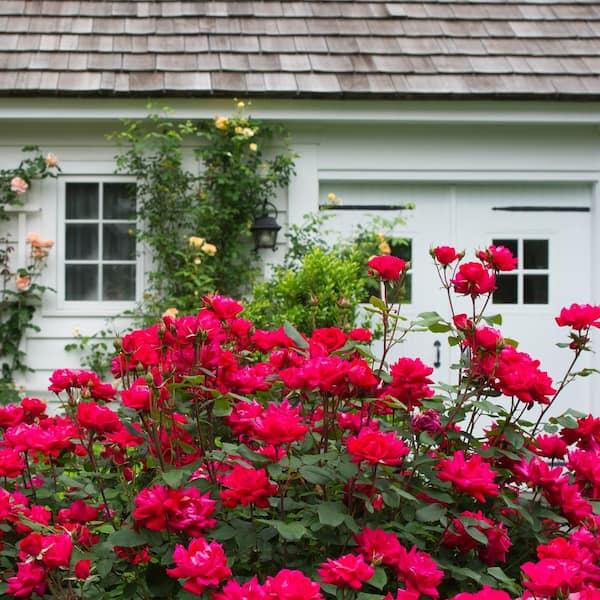 Rosa, Landscape 'red Knock Out' - View 37 from www redcrocus com