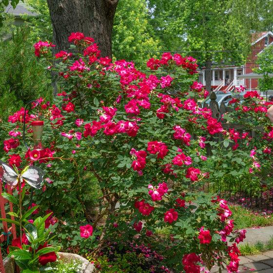 Rosa, Landscape 'red Knock Out' - View 40 from www redcrocus com
