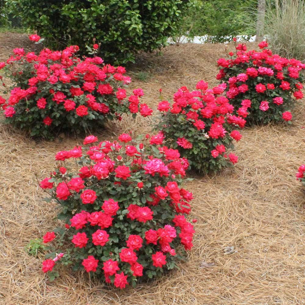 Rosa, Landscape 'red Knock Out' - View 5 from www redcrocus com