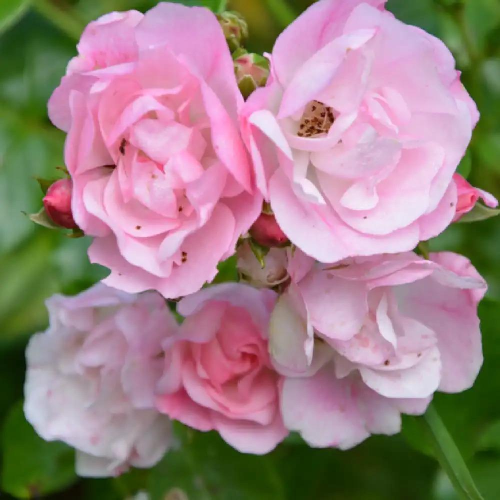 Rosa Landscape Bonica - View 13 from www redcrocus com
