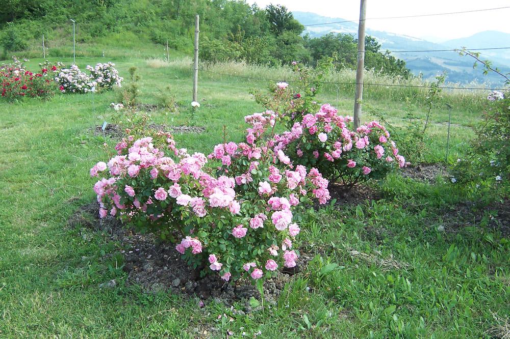 Rosa Landscape Bonica - View 15 from www redcrocus com