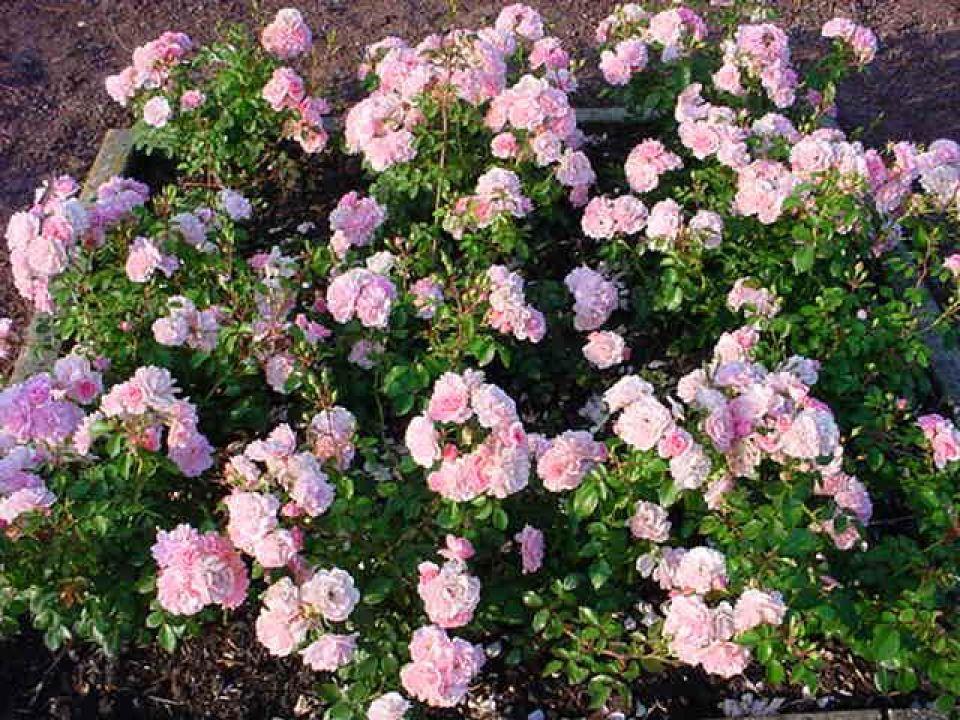 Rosa Landscape Bonica - View 17 from www redcrocus com