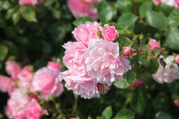 Rosa Landscape Bonica - View 19 from www redcrocus com