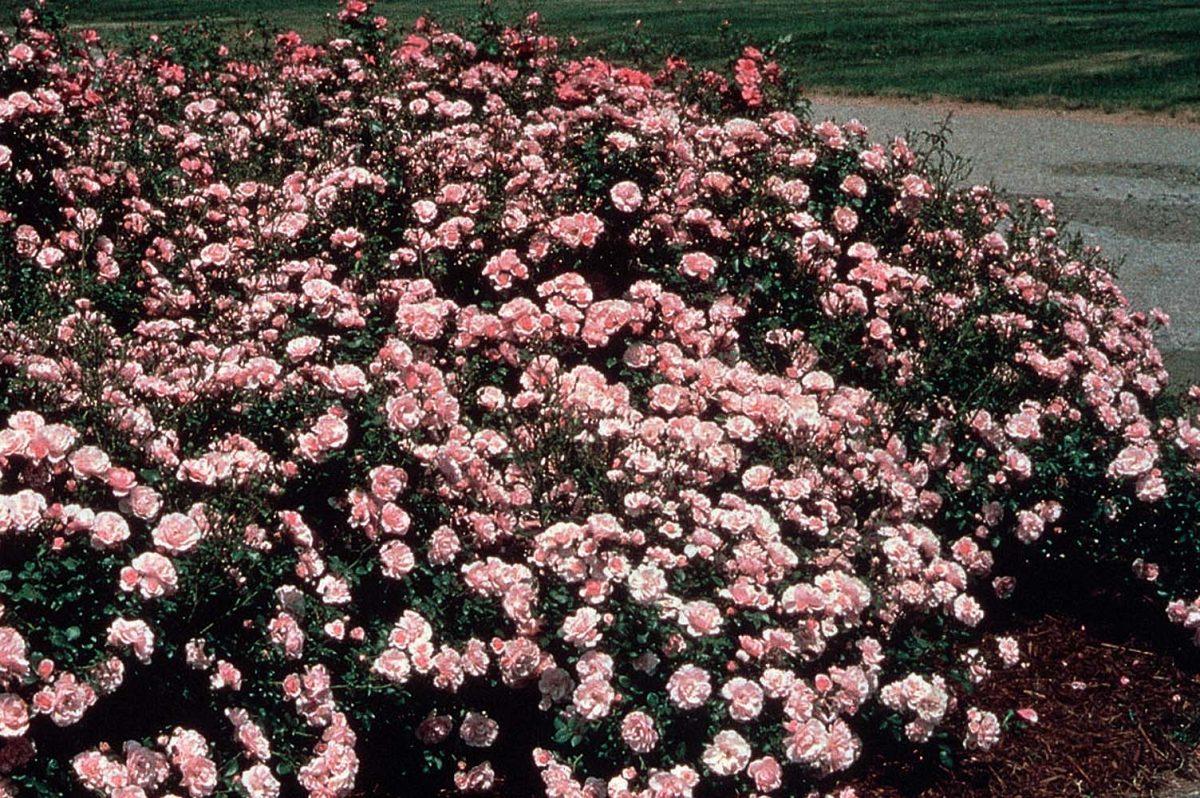 Rosa Landscape Bonica - View 20 from www redcrocus com