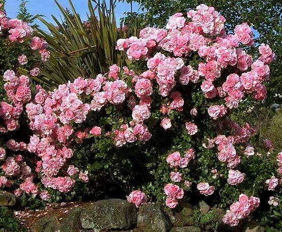 Rosa Landscape Bonica - View 3 from www redcrocus com