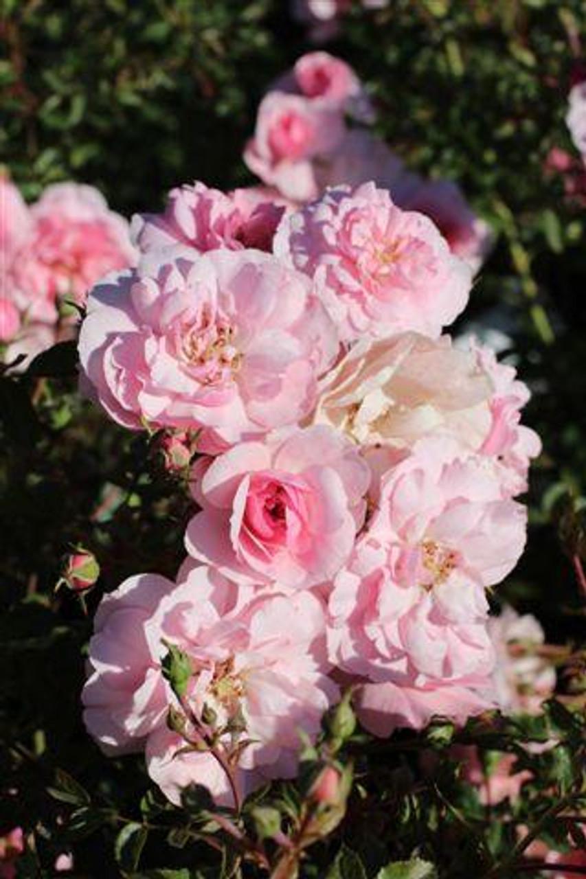 Rosa Landscape Bonica - View 4 from www redcrocus com