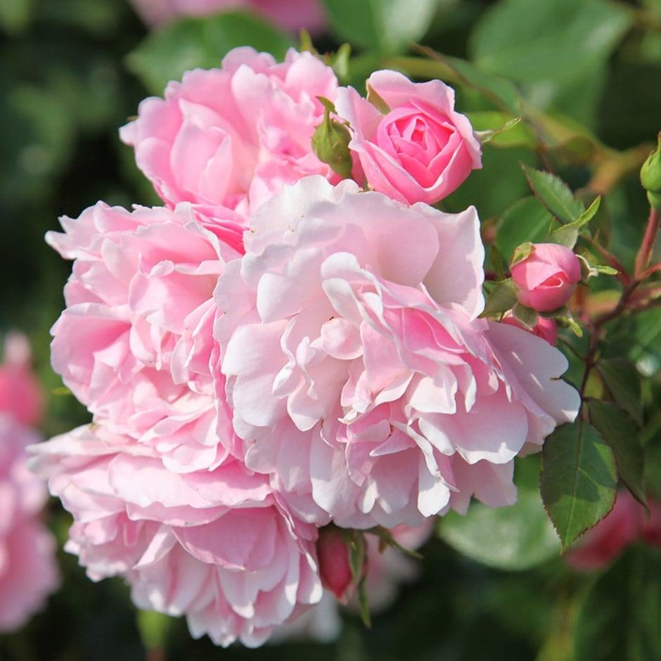 Rosa Landscape Bonica - View 6 from www redcrocus com