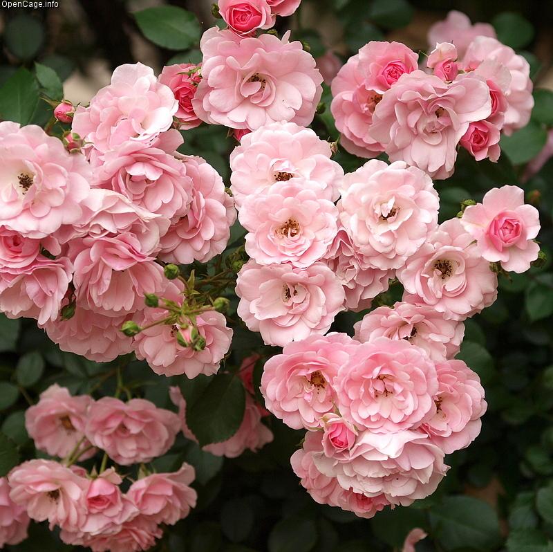 Rosa Landscape Bonica - View 7 from www redcrocus com