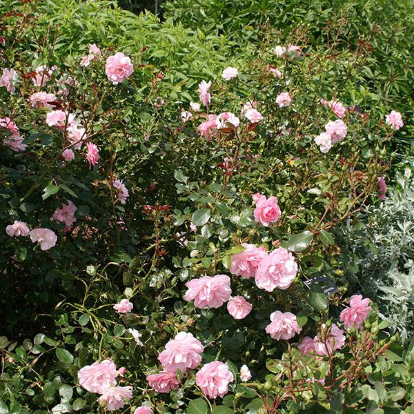 Rosa Landscape Bonica - View 8 from www redcrocus com
