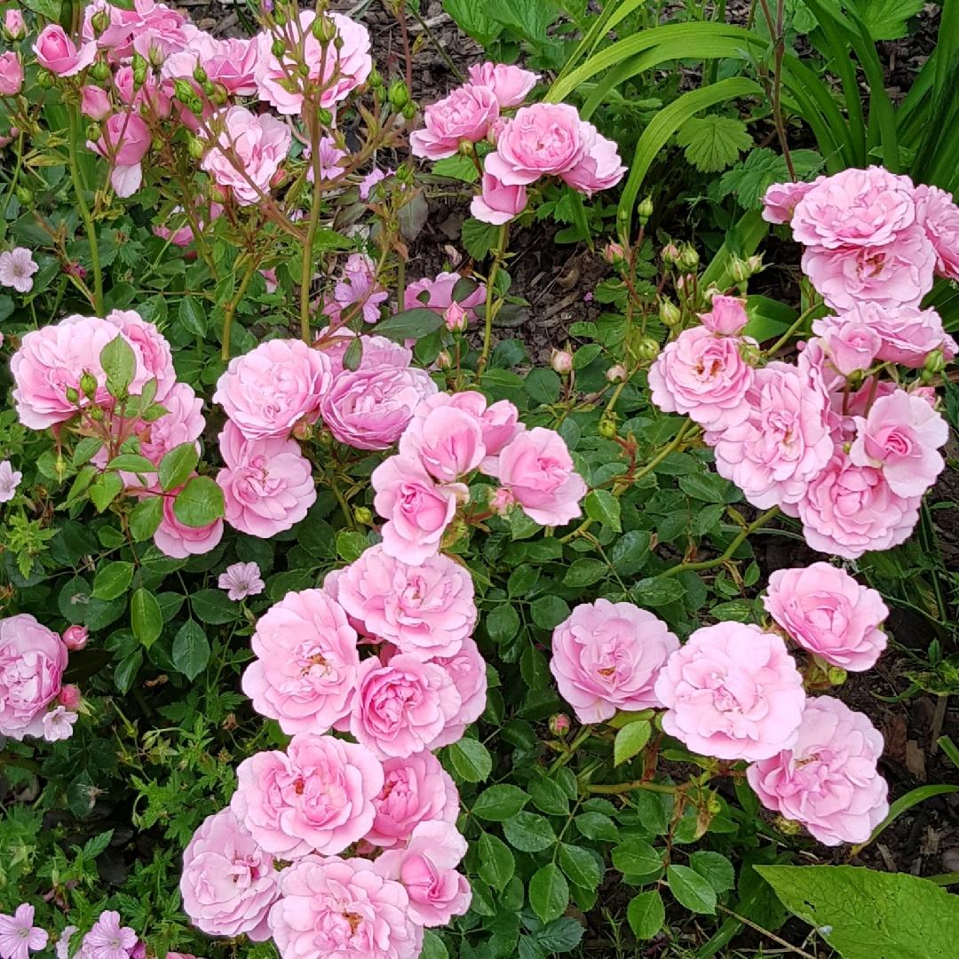 Rosa Landscape Bonica - View 9 from www redcrocus com