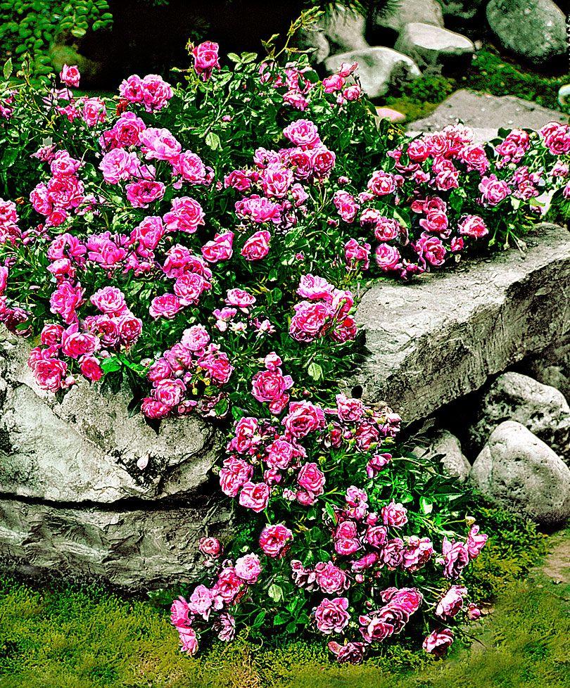 Rosa Landscape The Fairy - View 11 from www redcrocus com