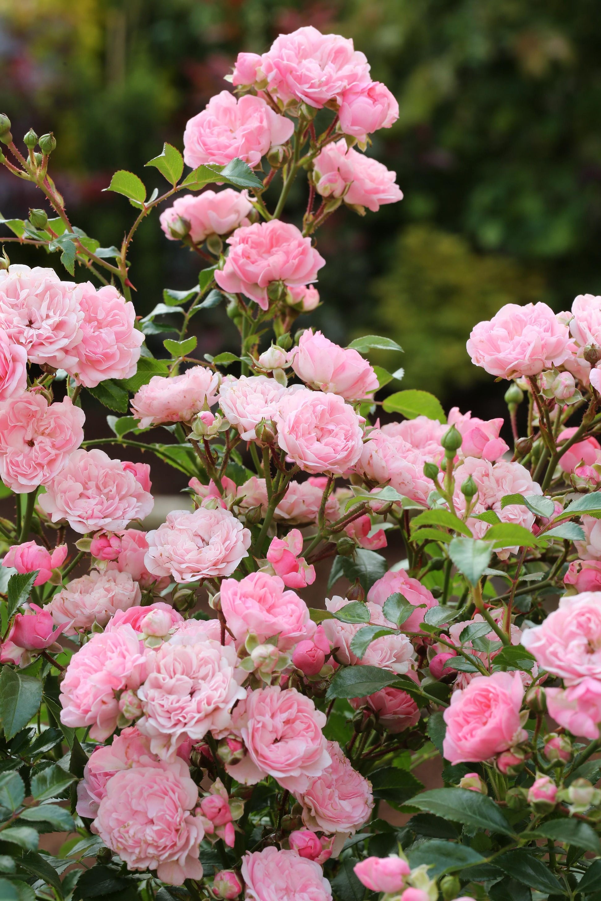 Rosa Landscape The Fairy - View 12 from www redcrocus com