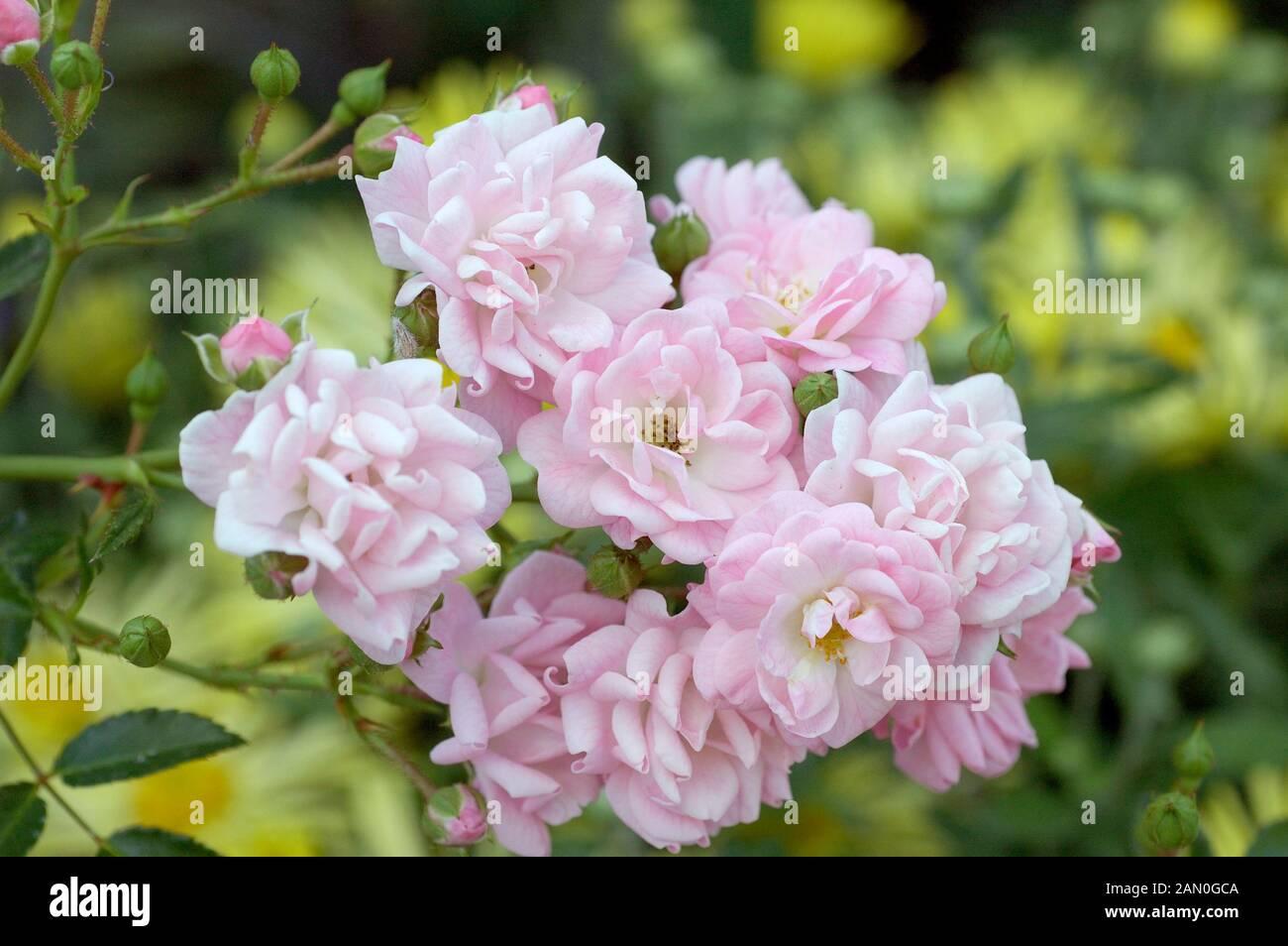 Rosa Landscape The Fairy - View 13 from www redcrocus com