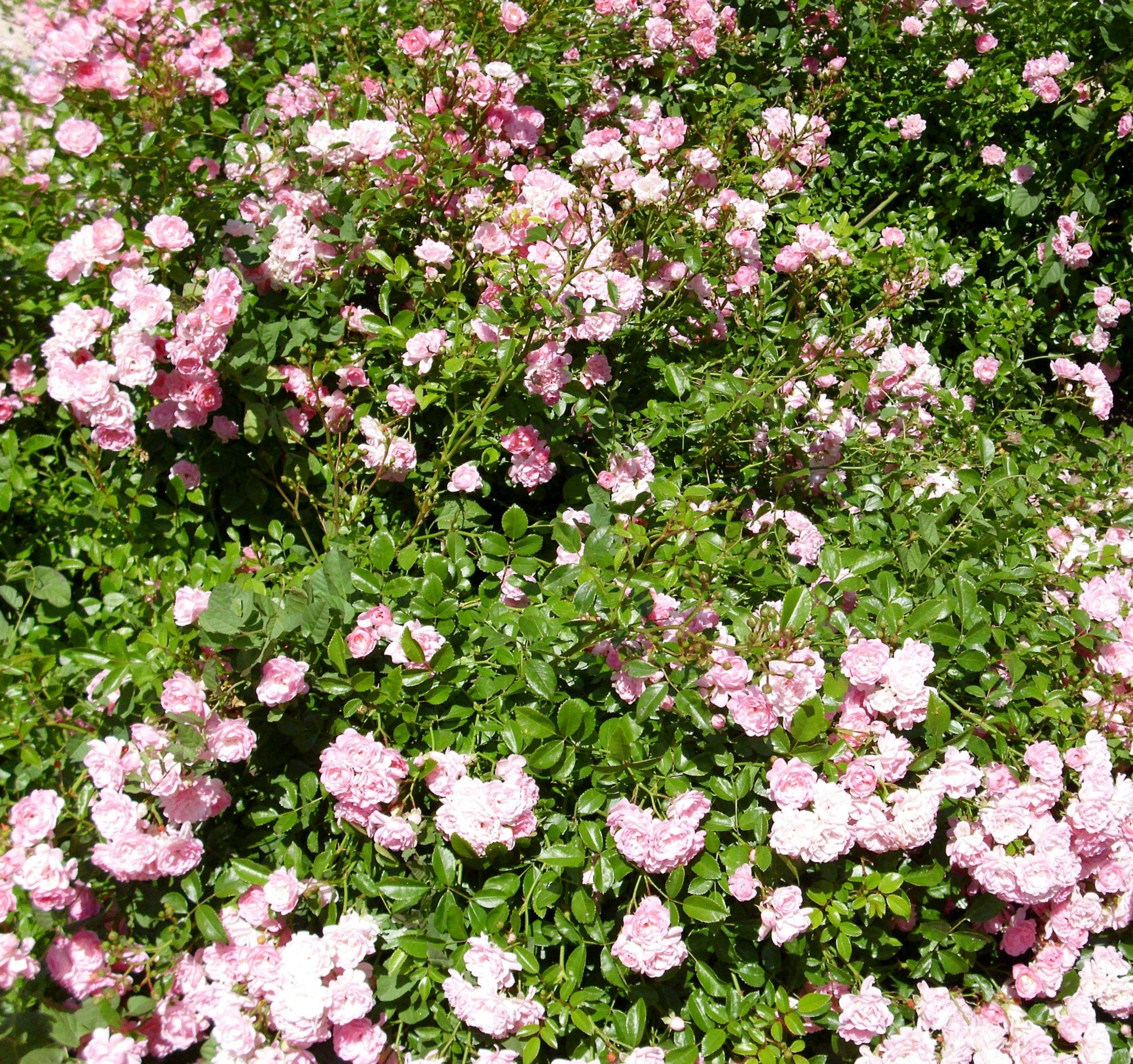 Rosa Landscape The Fairy - View 14 from www redcrocus com