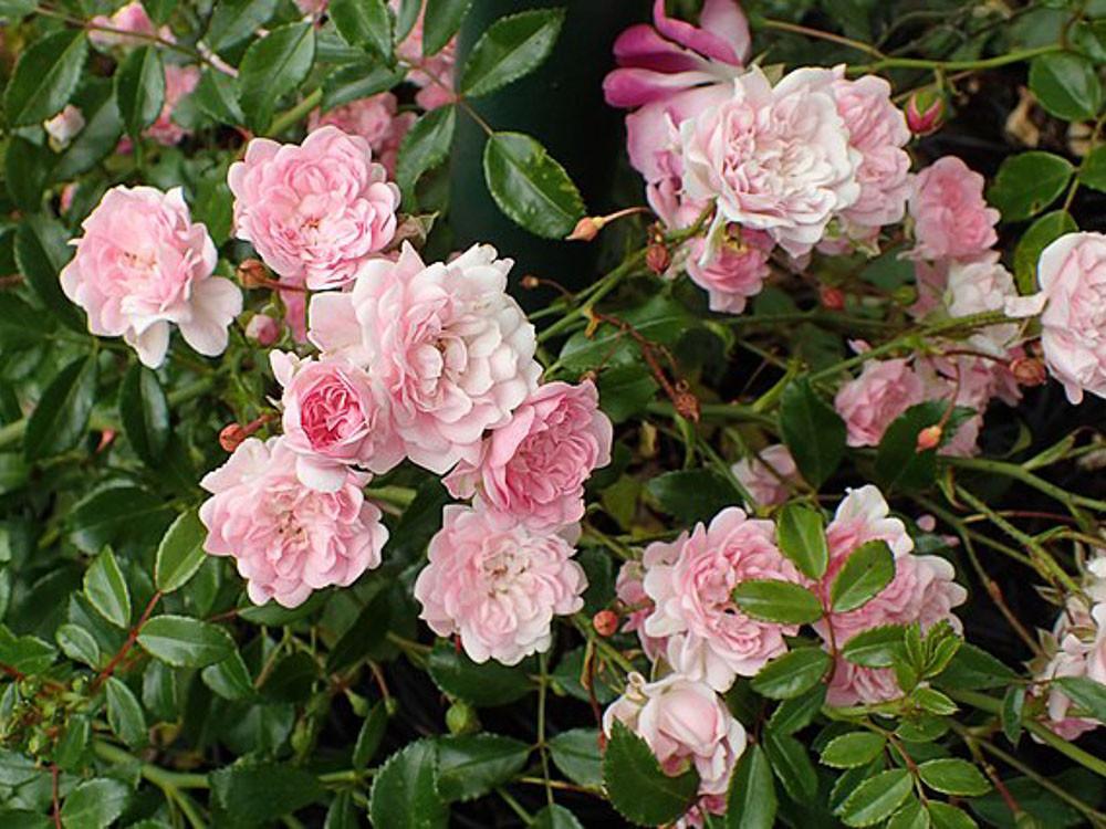 Rosa Landscape The Fairy - View 15 from www redcrocus com