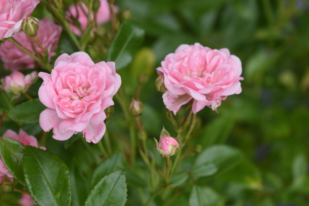 Rosa Landscape The Fairy - View 16 from www redcrocus com