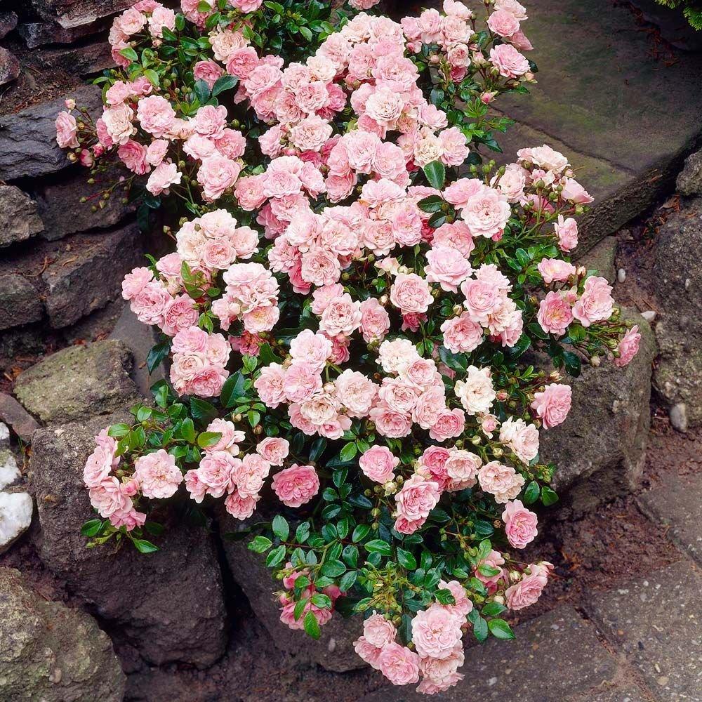 Rosa Landscape The Fairy - View 17 from www redcrocus com