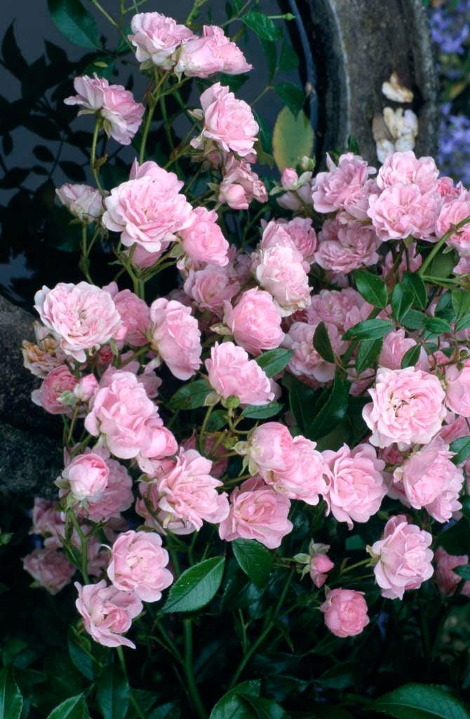 Rosa Landscape The Fairy - View 18 from www redcrocus com