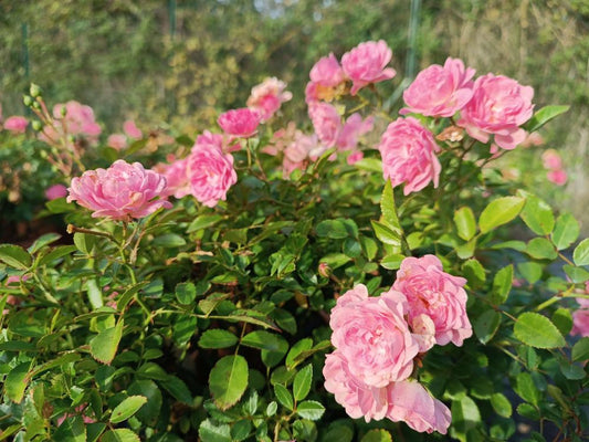 Rosa Landscape The Fairy - View 1 from www redcrocus com