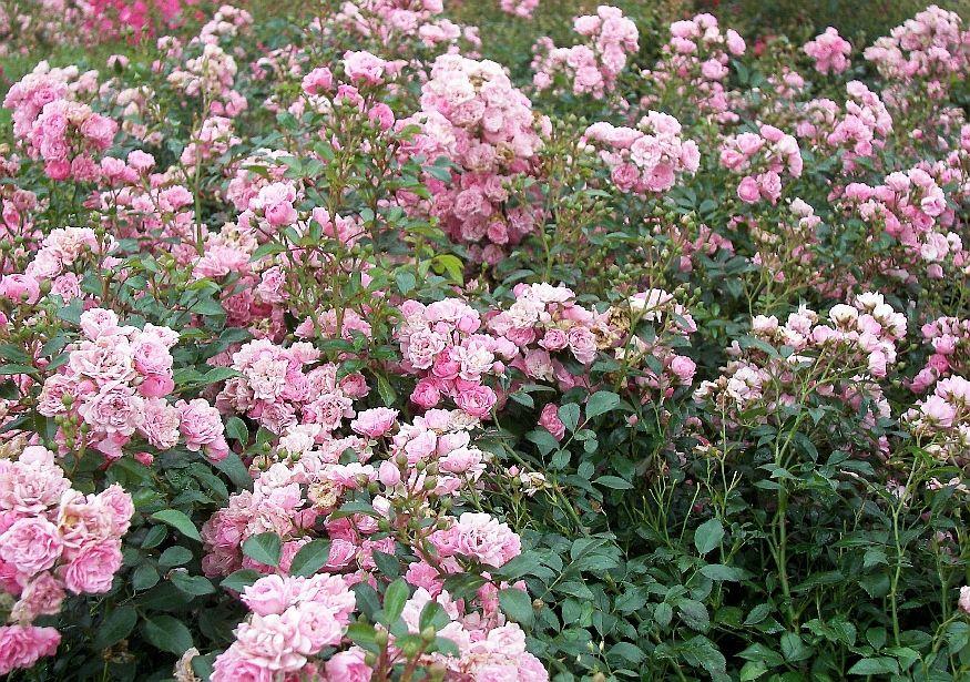 Rosa Landscape The Fairy - View 3 from www redcrocus com