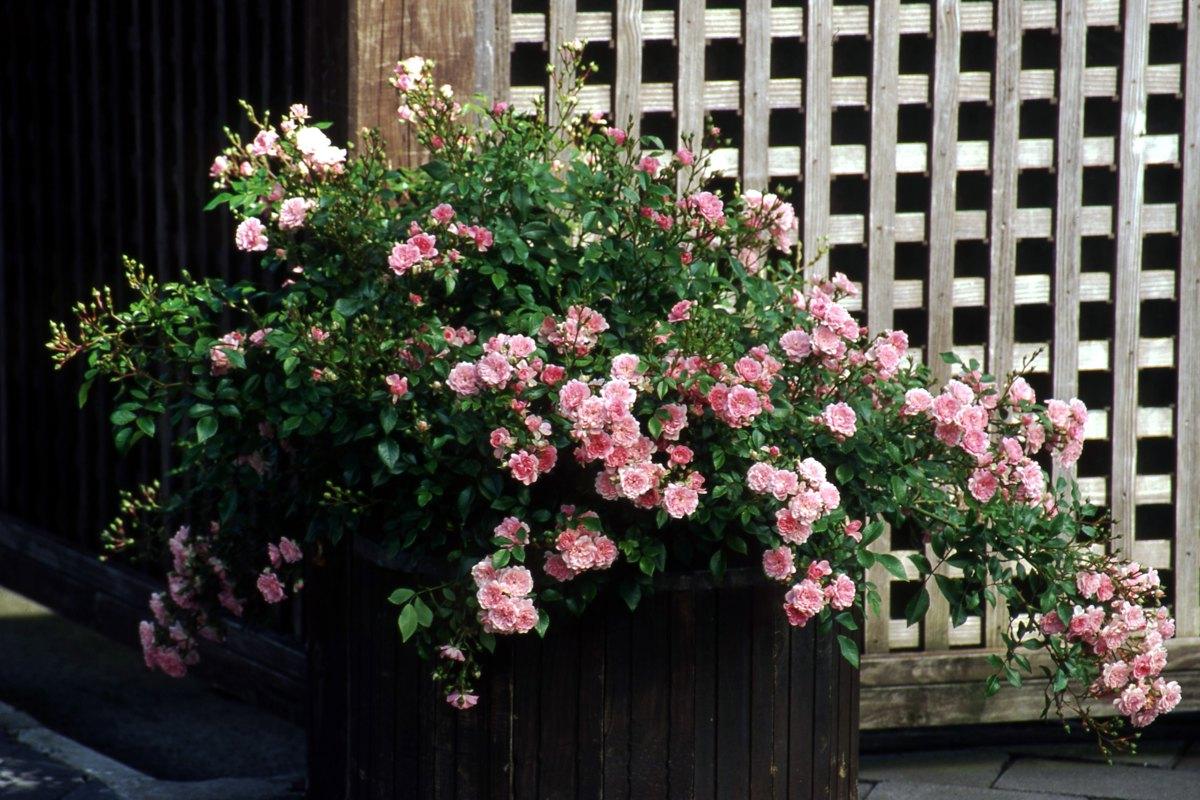Rosa Landscape The Fairy - View 4 from www redcrocus com