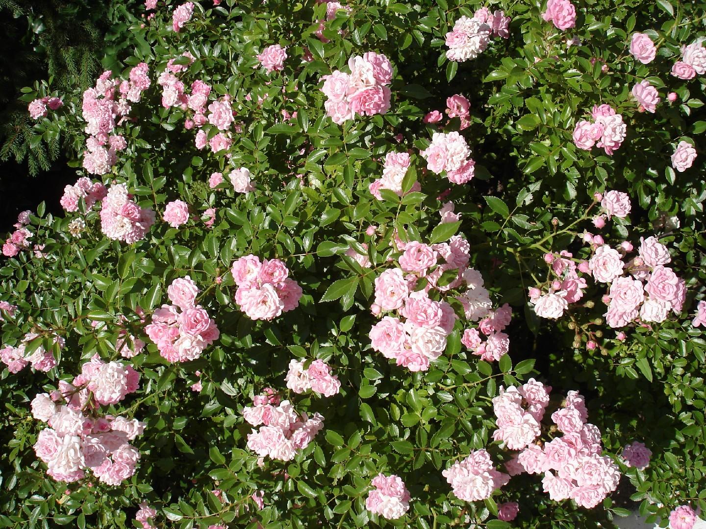 Rosa Landscape The Fairy - View 5 from www redcrocus com