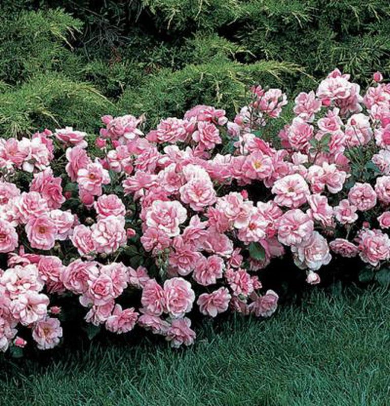 Rosa Landscape The Fairy - View 6 from www redcrocus com