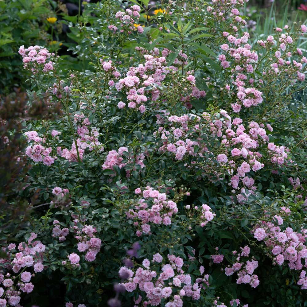 Rosa Landscape The Fairy - View 8 from www redcrocus com