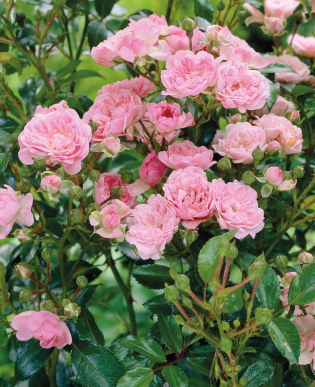 Rosa Landscape The Fairy - View 9 from www redcrocus com