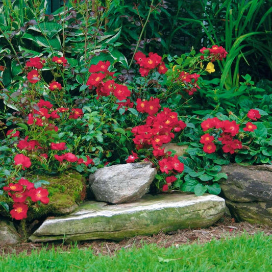 Rosa Landscape Flower Carpet Red - View 10 from www redcrocus com