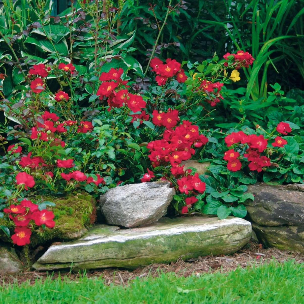 Rosa Landscape Flower Carpet Red - View 10 from www redcrocus com